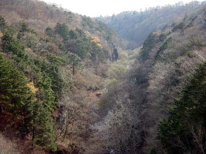 八ヶ岳の針葉樹林